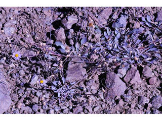 Erigeron asperugineus (Idaho fleabane)