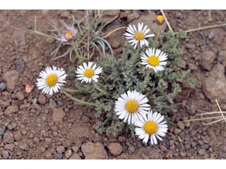 Erigeron compositus (Cutleaf daisy)
