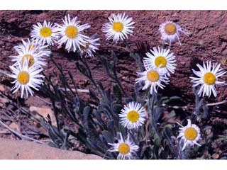 Erigeron concinnus var. concinnus (Navajo fleabane)