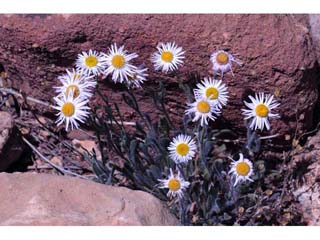 Erigeron concinnus (Navajo fleabane)