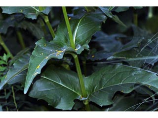 Silphium perfoliatum var. perfoliatum (Cup plant)
