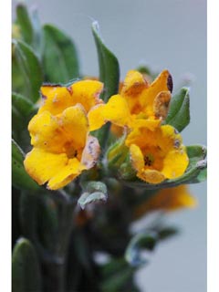 Amsinckia lycopsoides (Tarweed fiddleneck)