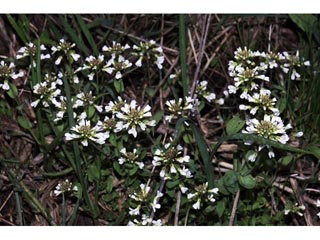 Noccaea fendleri ssp. glauca (Alpine pennycress)