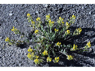 Physaria rectipes (Straight bladderpod)