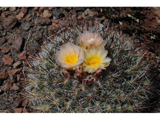 Pediocactus simpsonii (Simpson hedgehog cactus)