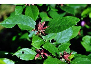 Calycanthus floridus var. glaucus (Eastern sweetshrub)