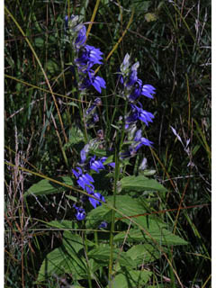 Lobelia siphilitica var. siphilitica (Great blue lobelia)