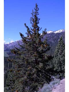 Juniperus occidentalis (Western juniper)