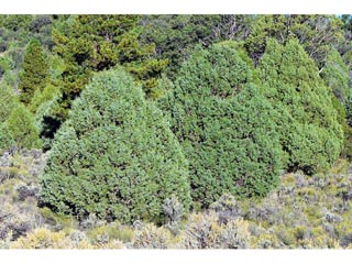 Juniperus scopulorum (Rocky mountain juniper)