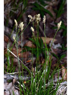 Carex sparganioides (Bur-reed sedge)