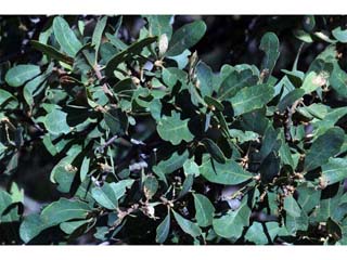 Quercus douglasii (Blue oak)