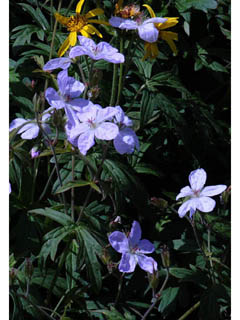 Geranium richardsonii (Richardson's geranium)