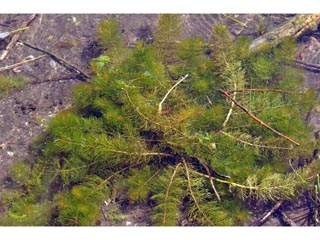 Myriophyllum sibiricum (Shortspike watermilfoil)