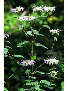 Monarda Fistulosa Wild Bergamot Native Plants Of North America