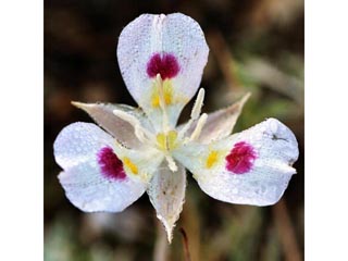 Calochortus eurycarpus (White mariposa lily)