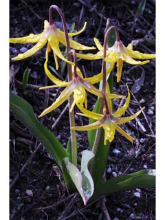 Erythronium grandiflorum ssp. grandiflorum (Yellow avalanche lily)