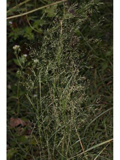 Agrostis perennans (Upland bentgrass)