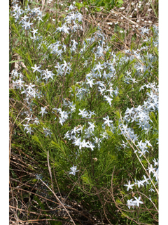 Amsonia ciliata var. tenuifolia (Fringed bluestar)