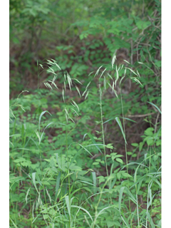Bromus pubescens (Hairy woodland brome )