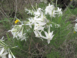 Amsonia longiflora var. salpignantha (Tubular bluestar)