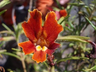 Diplacus rutilus (Santa susana bush monkeyflower)