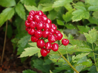 Actaea rubra (Red baneberry)