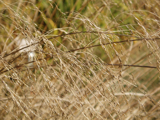 Deschampsia cespitosa (Tufted hairgrass)