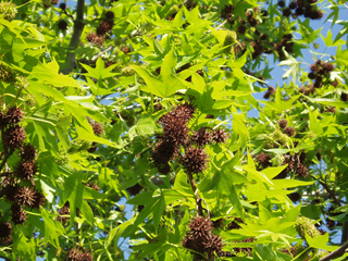Liquidambar Styraciflua Sweetgum Native Plants Of North America,How To Make Thai Tea Mix