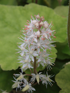 Tiarella cordifolia var. collina (Heartleaf foamflower)