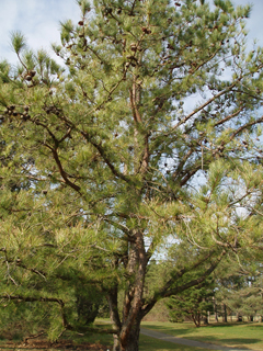 Pinus rigida (Pitch pine)
