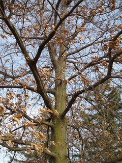 Quercus imbricaria (Shingle oak)