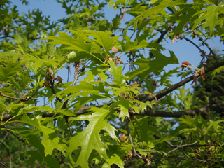 Quercus ellipsoidalis (Northern pin oak)