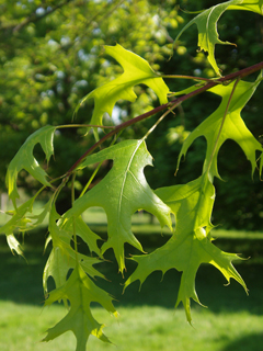 Quercus palustris (Pin oak)