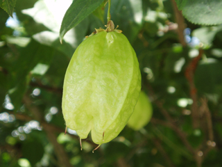 Staphylea trifolia (American bladdernut)