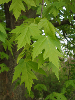 Acer saccharinum (Silver maple)