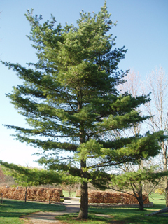 Pinus strobus (Eastern white pine)