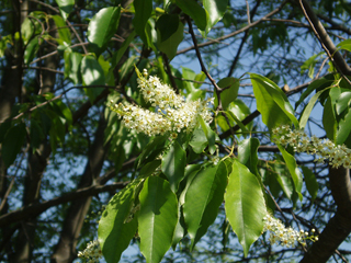 Prunus serotina (Black cherry)