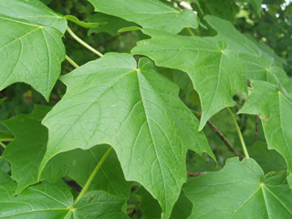Acer nigrum (Black maple)