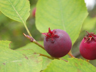 Amelanchier bartramiana (Oblongfruit serviceberry)