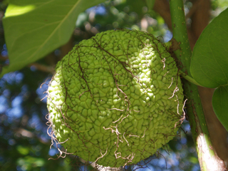 Maclura pomifera (Osage orange)
