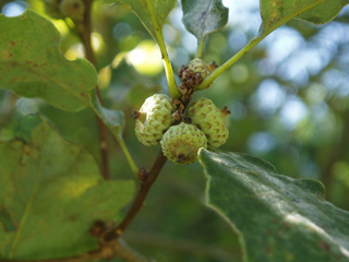 Quercus prinoides (Dwarf chinkapin oak)