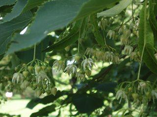 Tilia americana var. heterophylla (American basswood)