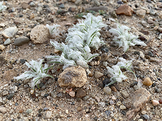 Dasyochloa pulchella (Desert fluffgrass)