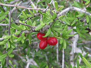 Castela erecta ssp. texana (Texan goatbush)