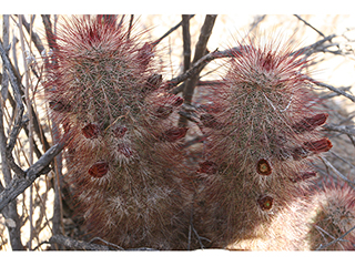 Echinocereus russanthus (Brownspine hedgehog cactus)