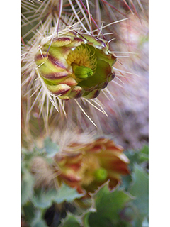 Echinocereus viridiflorus (Nylon hedgehog cactus)