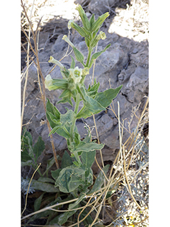 Nicotiana obtusifolia var. obtusifolia (Desert tobacco)