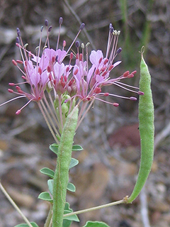 Polanisia dodecandra ssp. riograndensis (Rio grande clammyweed)