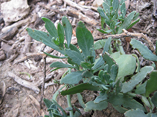 Atriplex cristata (Crested saltbush)