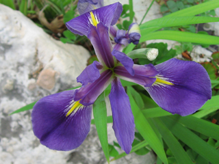 Iris virginica var. shrevei (Shreve's iris)